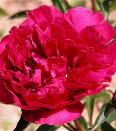 Peony Karl Rosenfield
